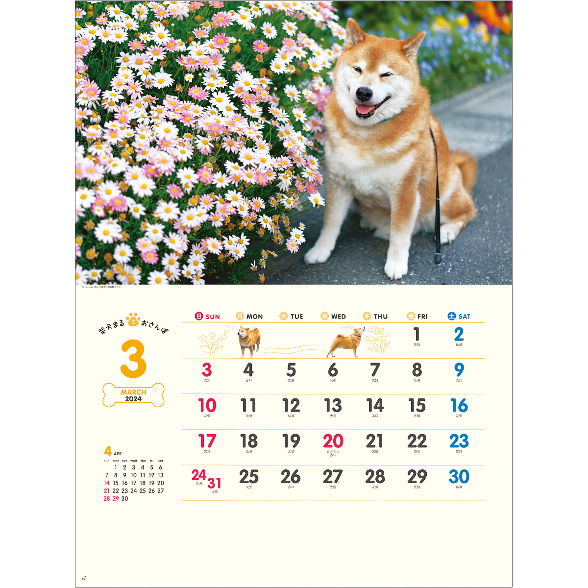 NK35 柴犬まるとおさんぽカレンダー 2024年カレンダー 動物｜名入れ