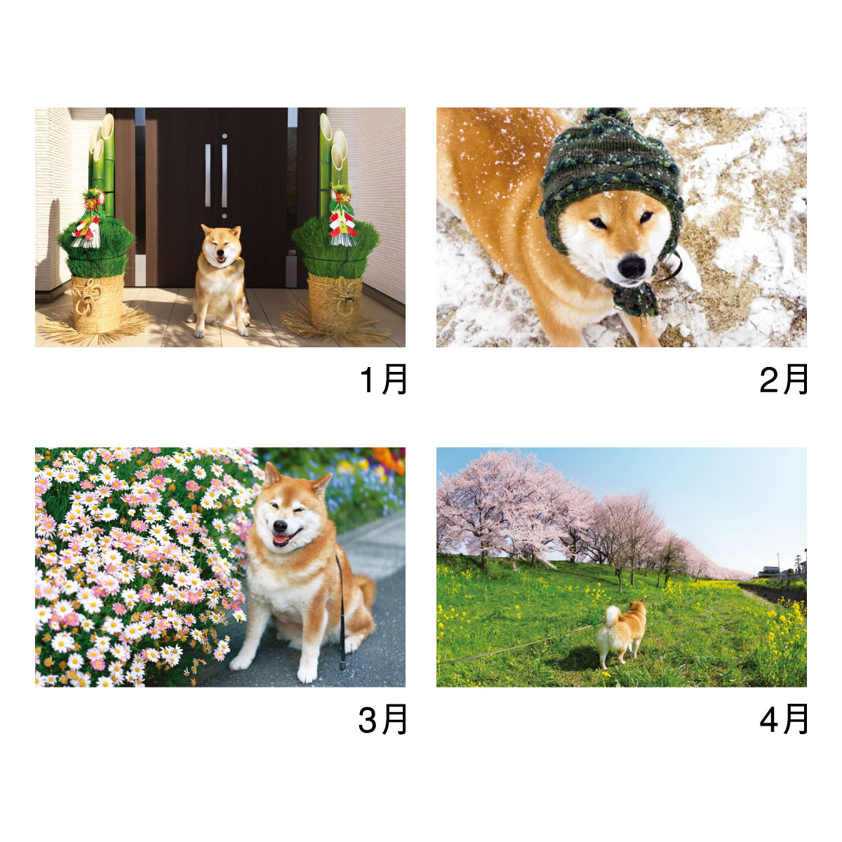 NK35 柴犬まるとおさんぽカレンダー 2024年カレンダー 動物｜名入れ