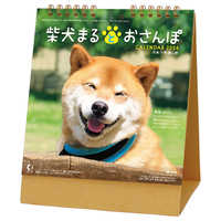 NK529 卓上カレンダー柴犬まるとおさんぽ 名入れカレンダー