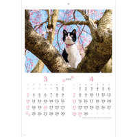 SB-120 猫さんぽ〔2カ月玉〕 名入れカレンダー